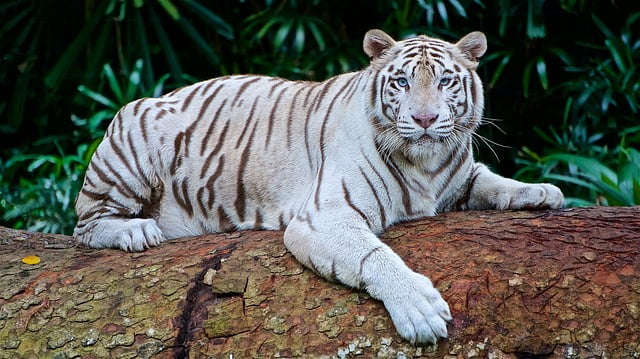 Tigre Blanco