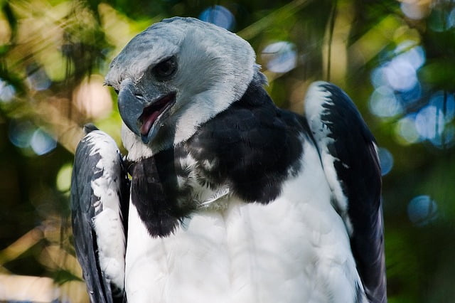 Águila Harpía