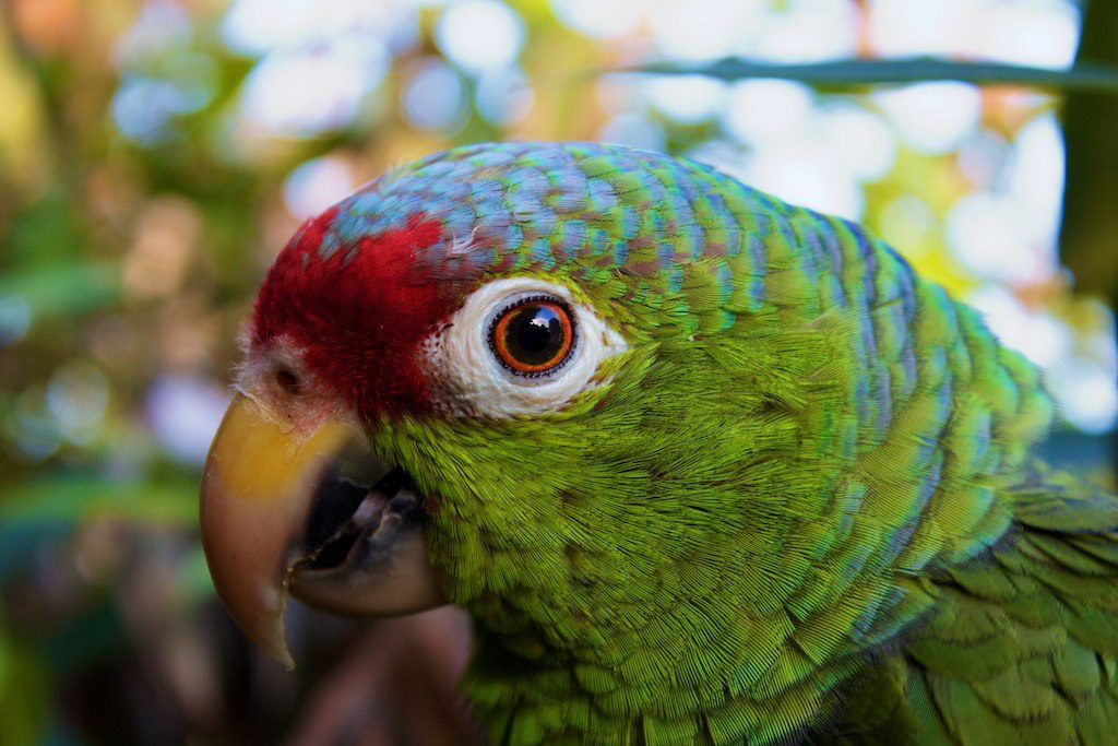 Loro del amazonas