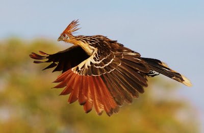 Hoacín Volando