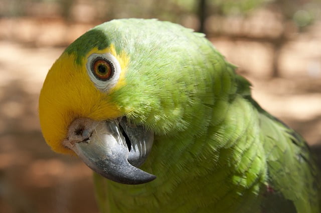 Loro cariamarillo del amazonas