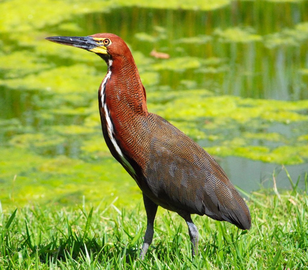 Pájaro vaco