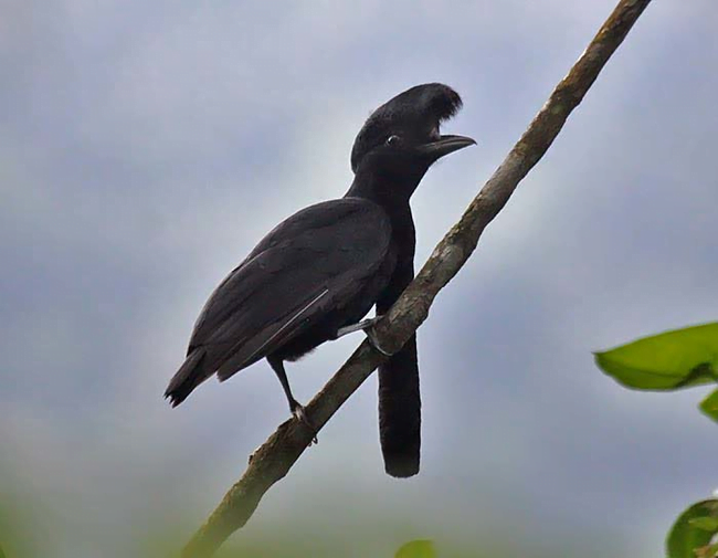 Toropisco del Amazonas