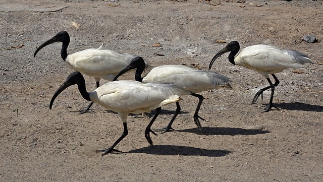 Ibis Blanco