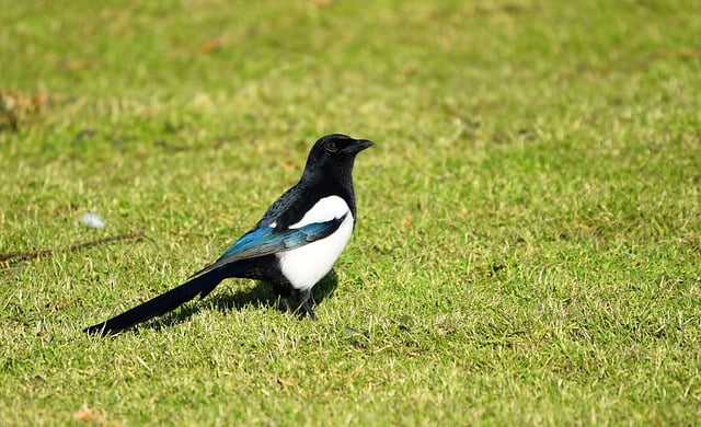 Magpie