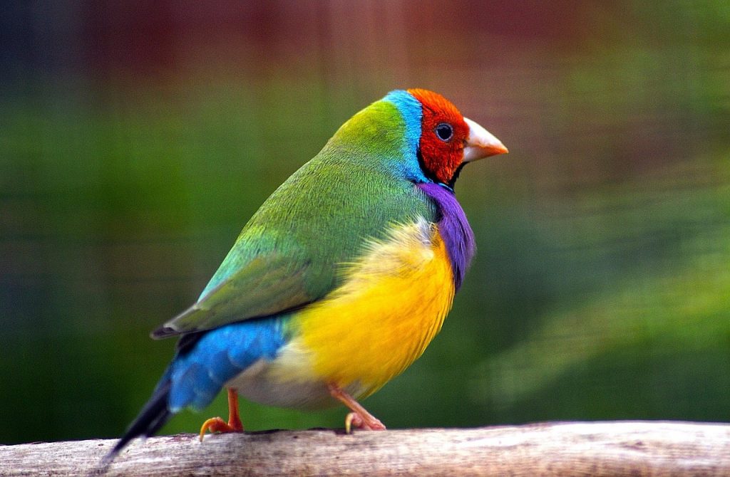 Diamante de Gould