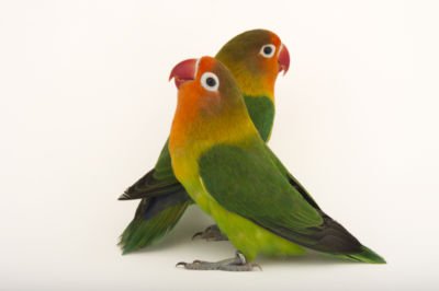 agapornis roseicollis