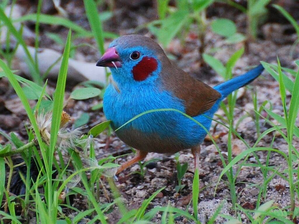 Pájaro azul