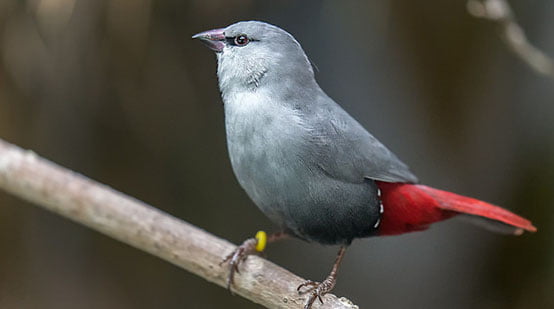 Estrilda Azul