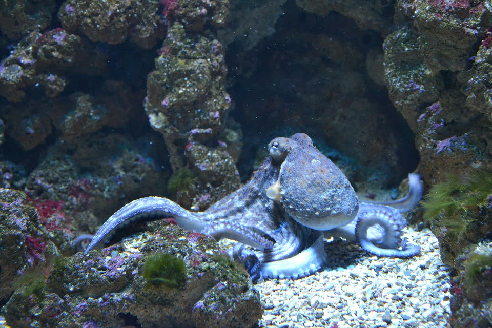 Pulpo