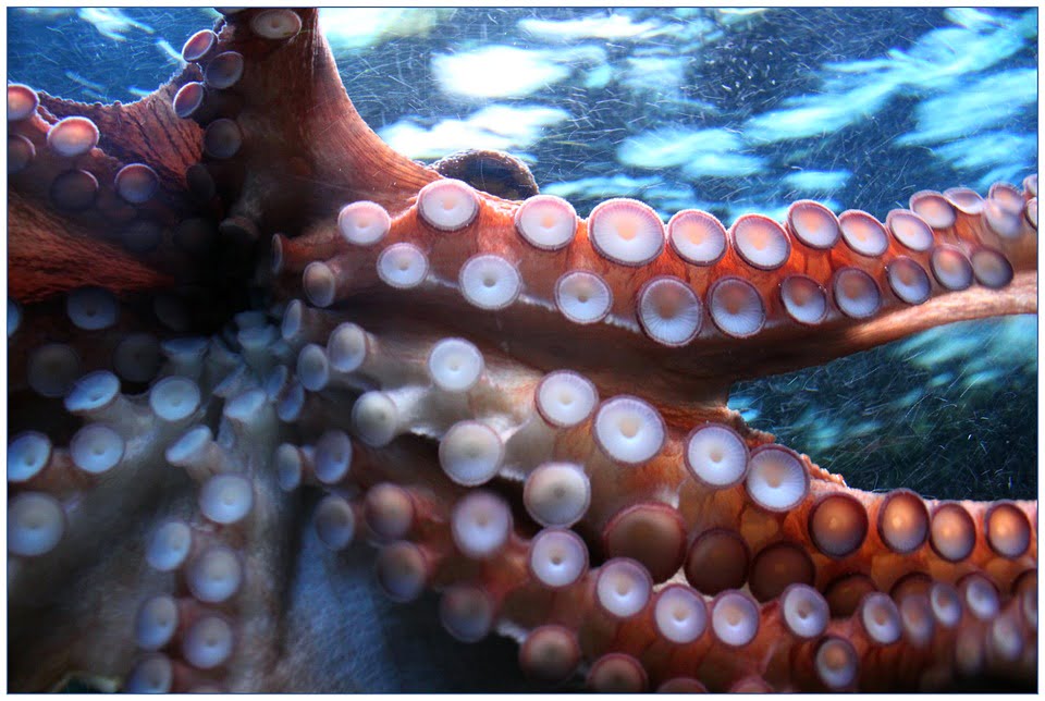 Ventosas de un pulpo
