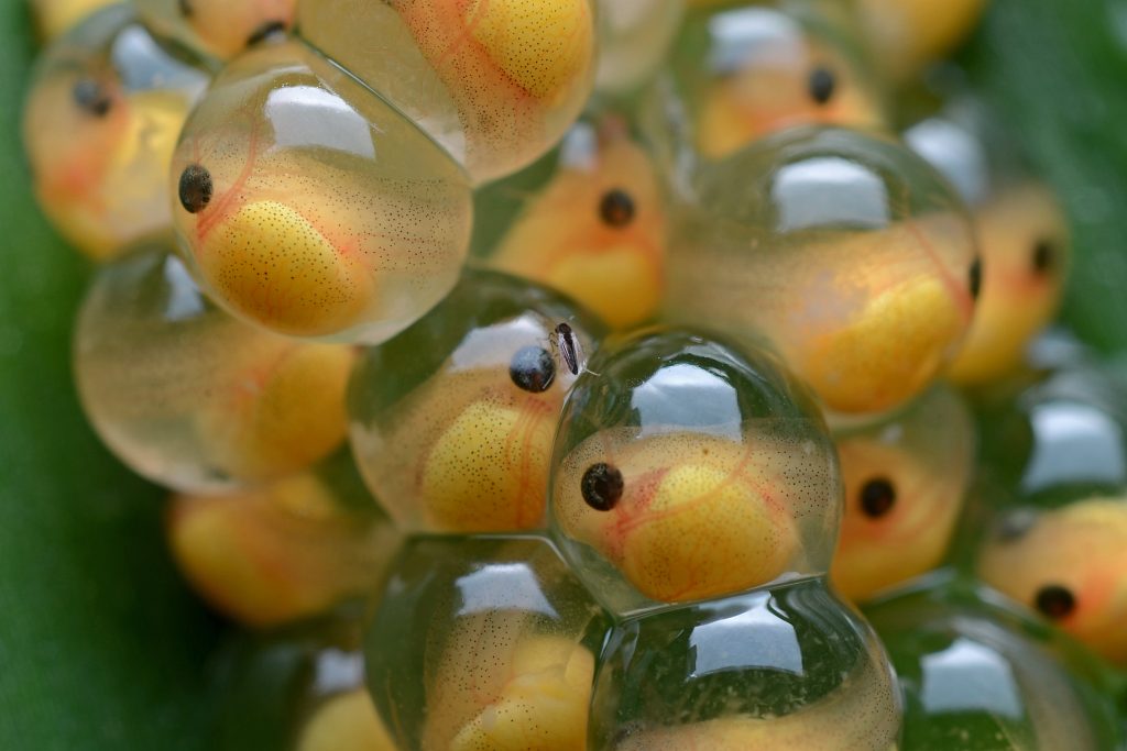 Peces pequeños