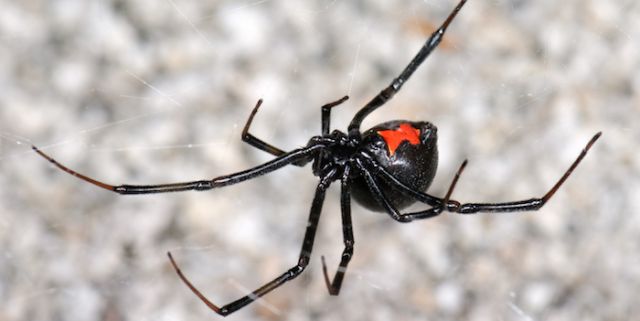 Araña asesina