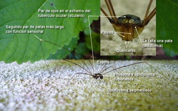 las partes del opilión