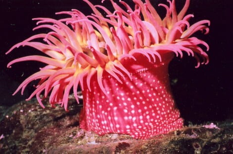 Ejemplo de Cnidarios