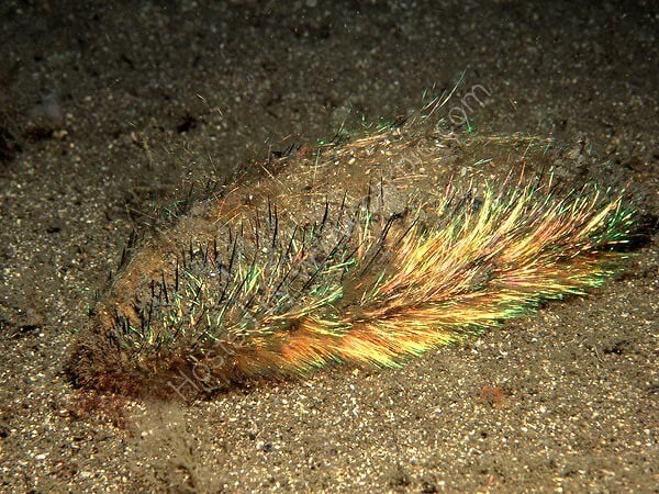 Ratón de mar - gusano