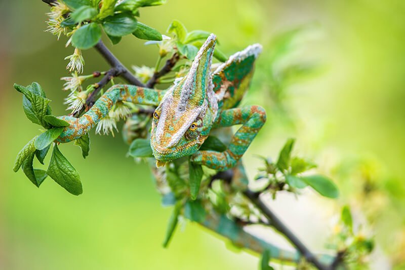 Camaleón camuflajeado