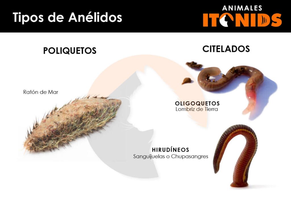 Tipos de anélidos