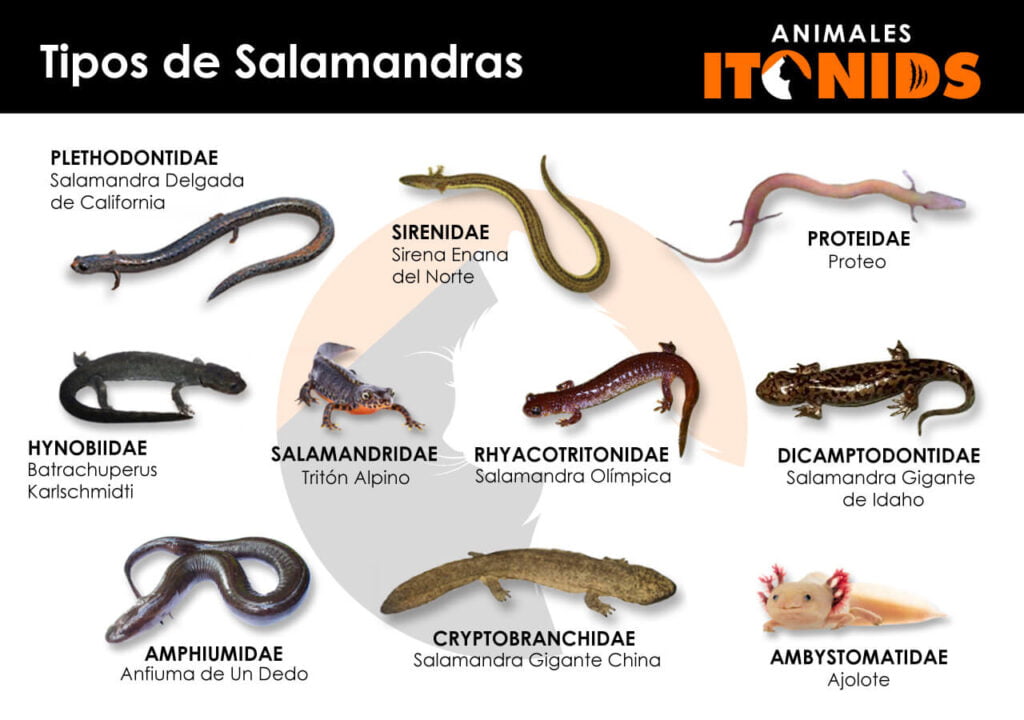 Tipos de salamandras