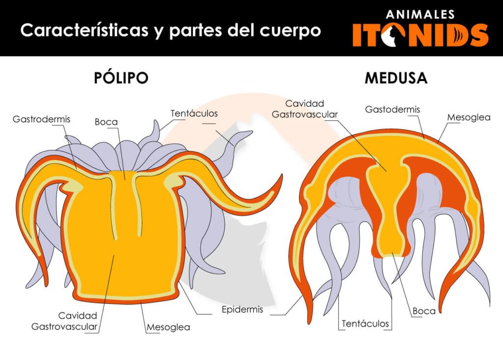 Características y partes del cuerpo de los celenterados