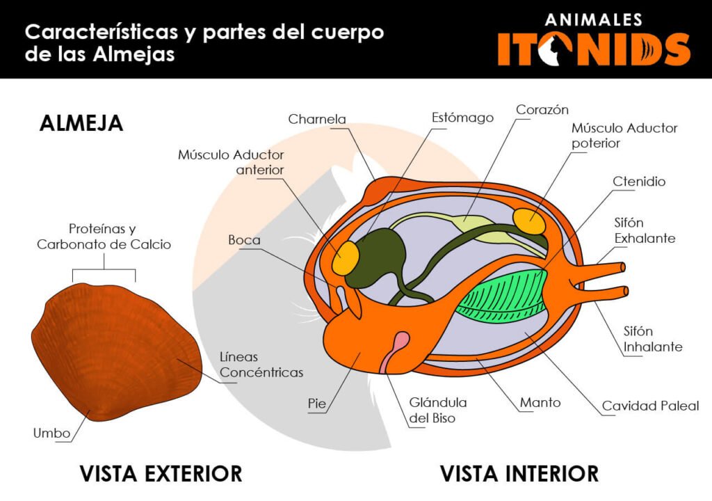 Características de las almejas