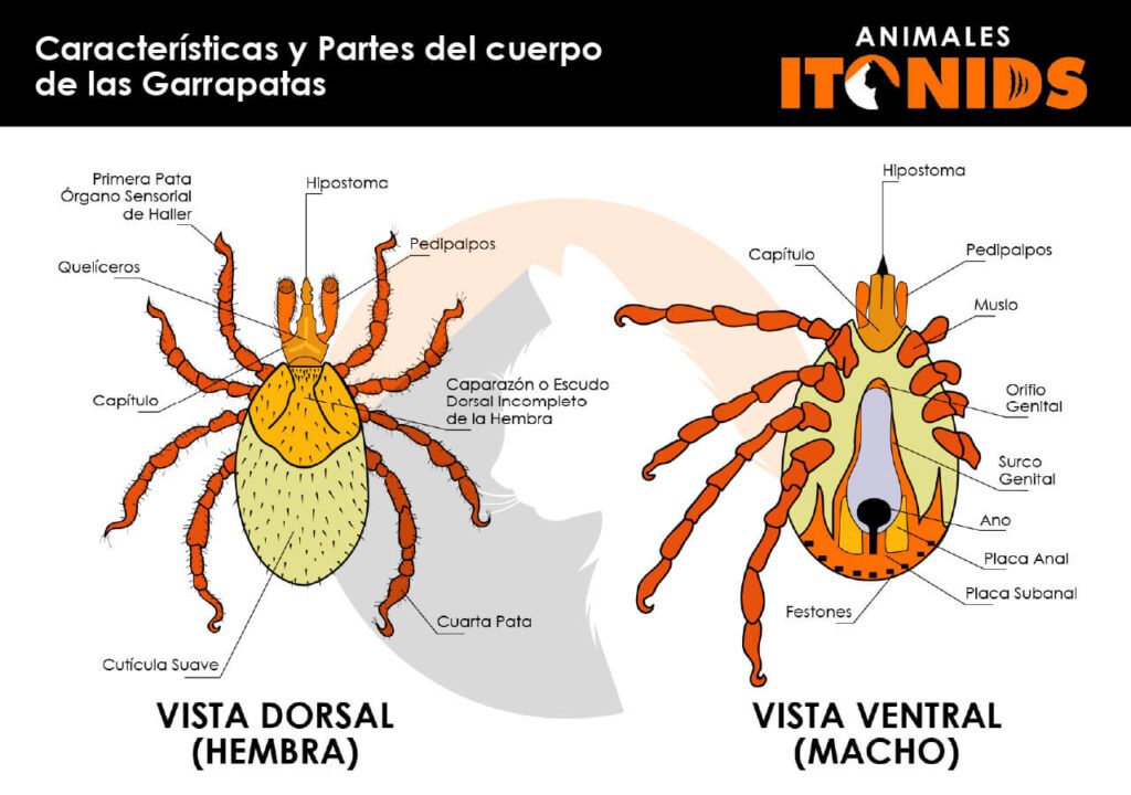 Características y partes del cuerpo de las garrapatas