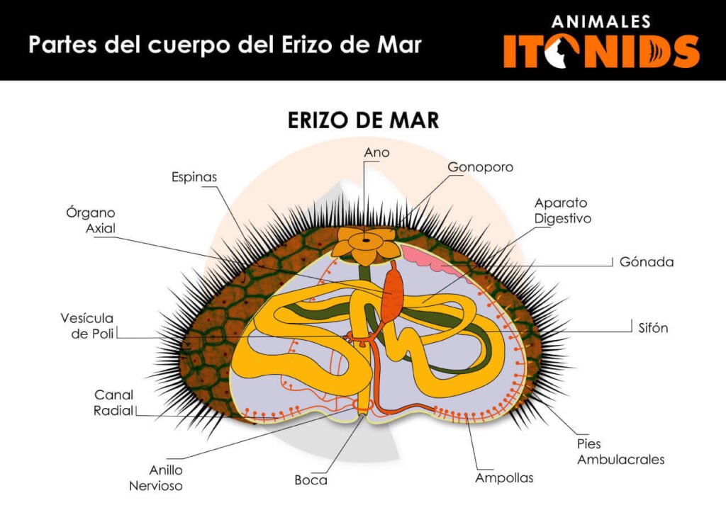 Partes del cuerpo del erizo de mar