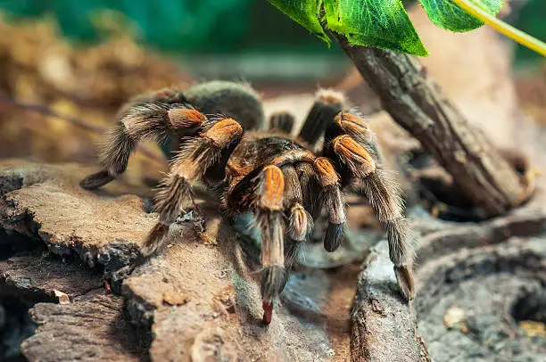 Araña migala en su hábitat, que generalmente son las grietas de los troncos de árboles, bajo las hojas, ramas de diversas plantas, o rocas y, en ocasiones, usa las madrigueras abandonadas por otras arañas o roedores.