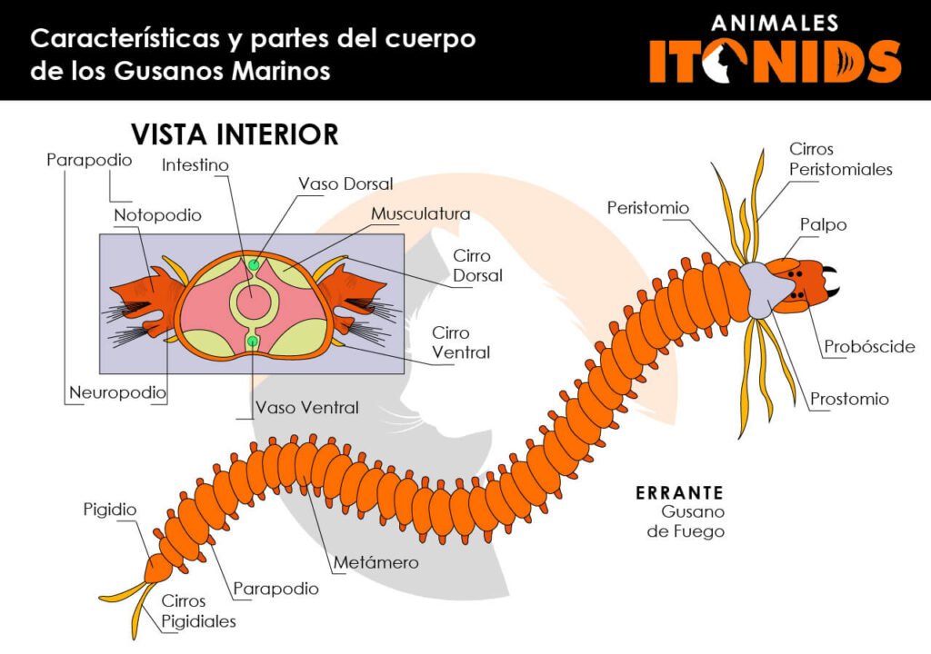 Partes del cuerpo de los gusanos marinos