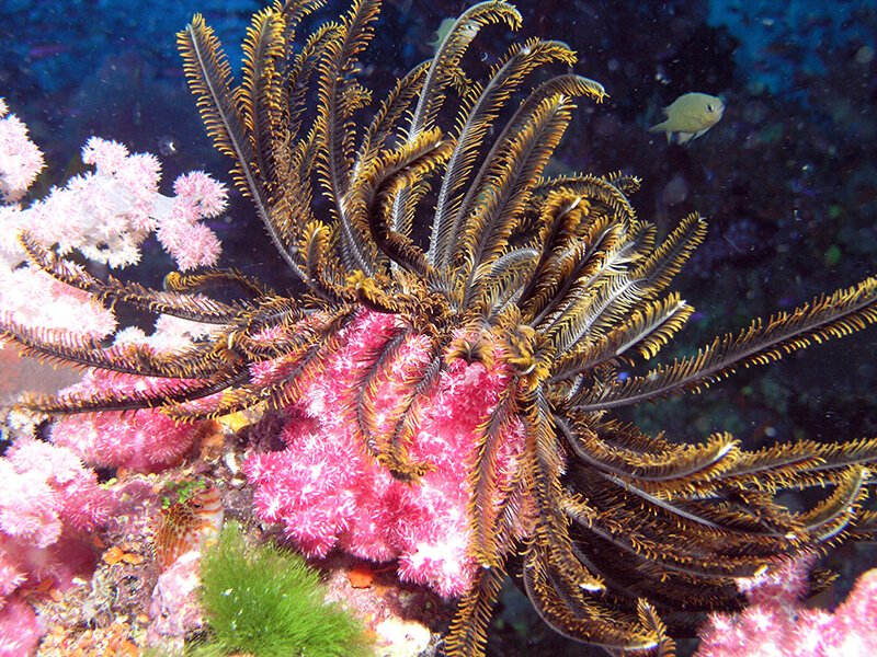 Los lirios de mar