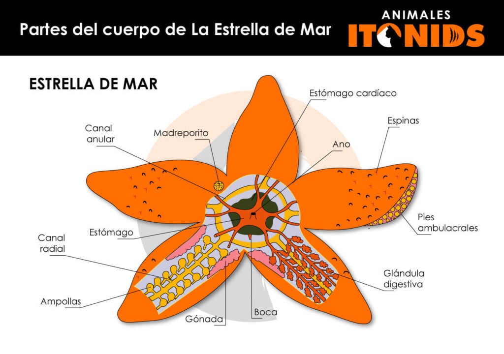 Partes del cuerpo de la estrella de mar