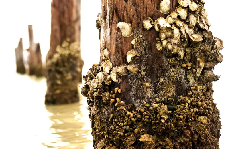 Tipos de percebes