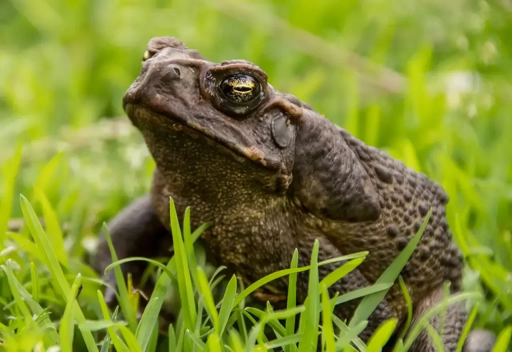 El sapo vive generalmente en el suelo de zonas húmedas, llenas de vegetación y sombra, debajo de las hojas, jardines, o refugiados en troncos de árboles.