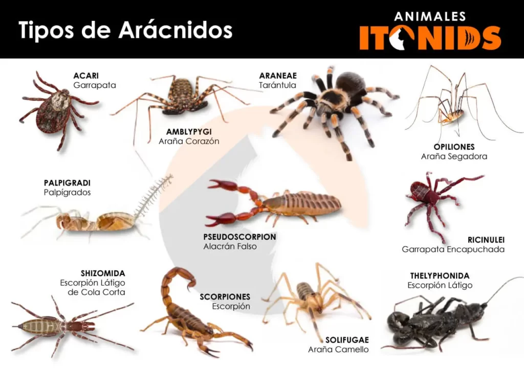 Tipos de arácnidos