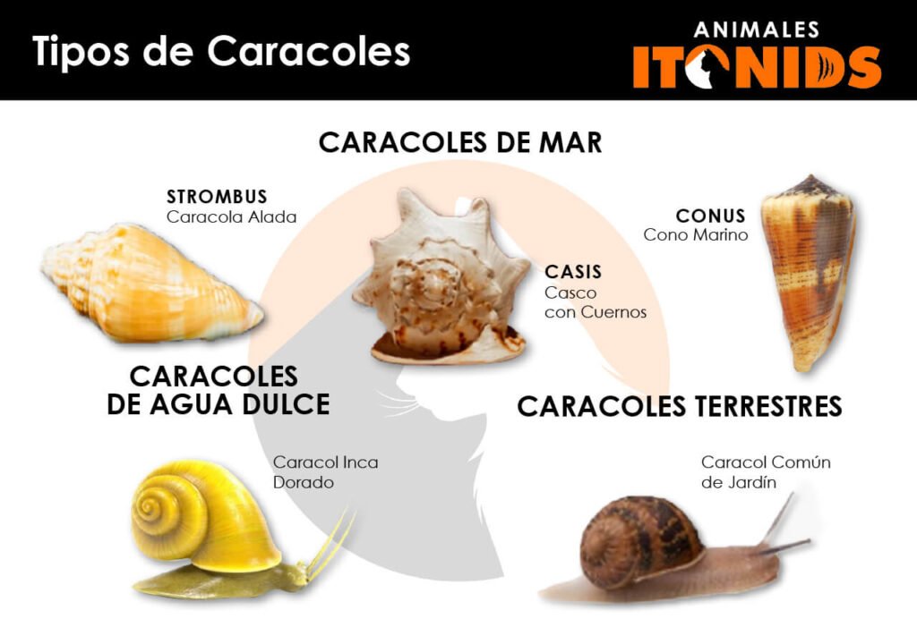 Tipos de caracoles