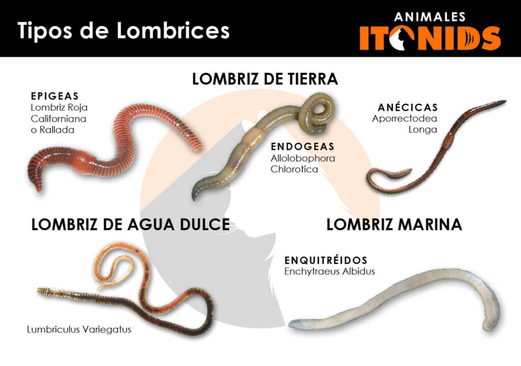 Tipos de lombrices
