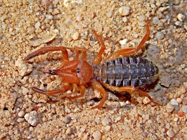 Gluvia dorsalis es una especie de araña camello que habita en la península ibérica.