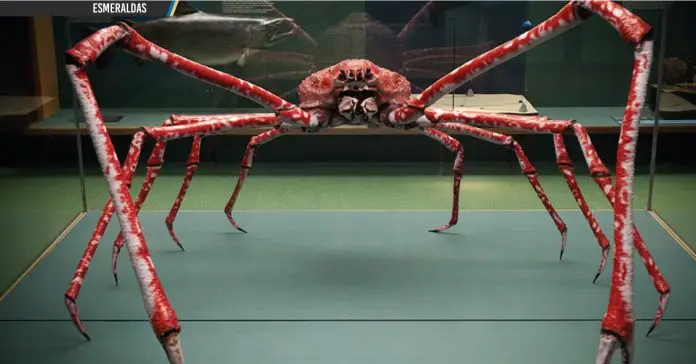 Cangrejo gigante de Japón
