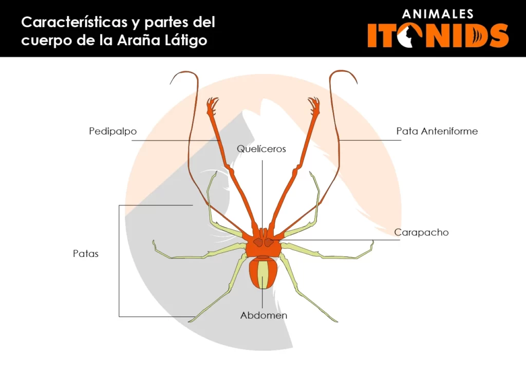 Características de la araña látigo