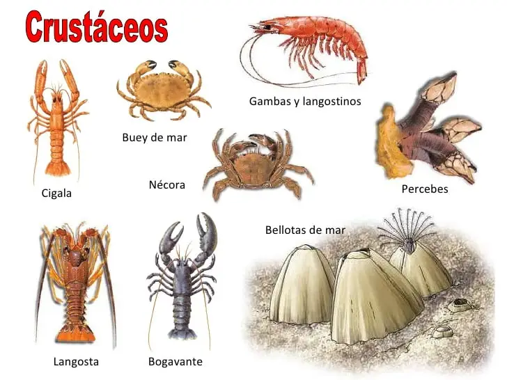 Crustáceos