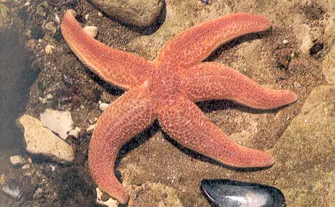 Estrella de mar