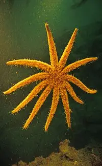 Estrella de mar 11 brazos