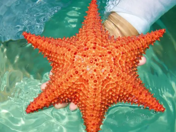 Estrella de mar 6 brazos