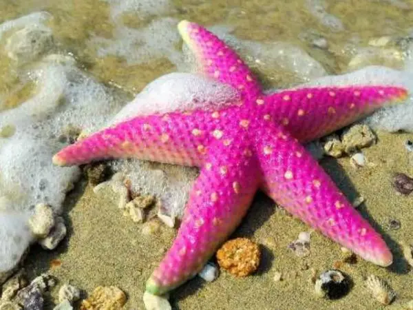 Estrella de mar