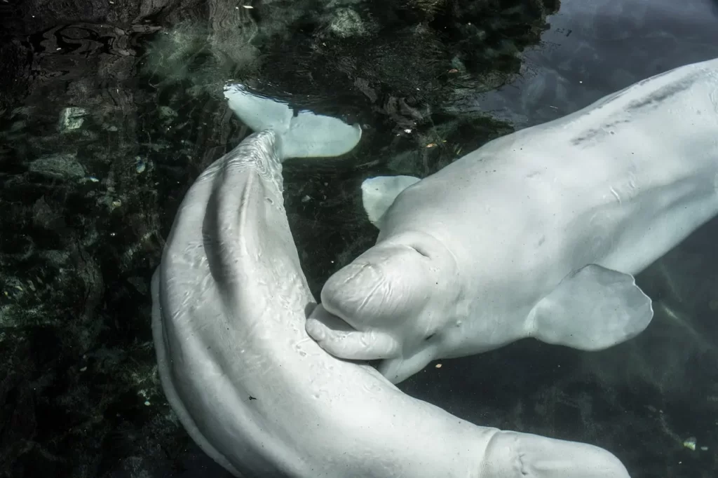 La beluga blanca