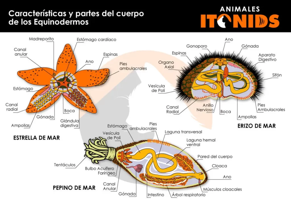 Características y partes del cuerpo de los equinodermos