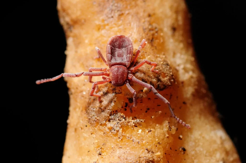 Se encuentra mayormente en cuevas, y debajo de las hojas o en los troncos en descomposición de selvas tropicales.