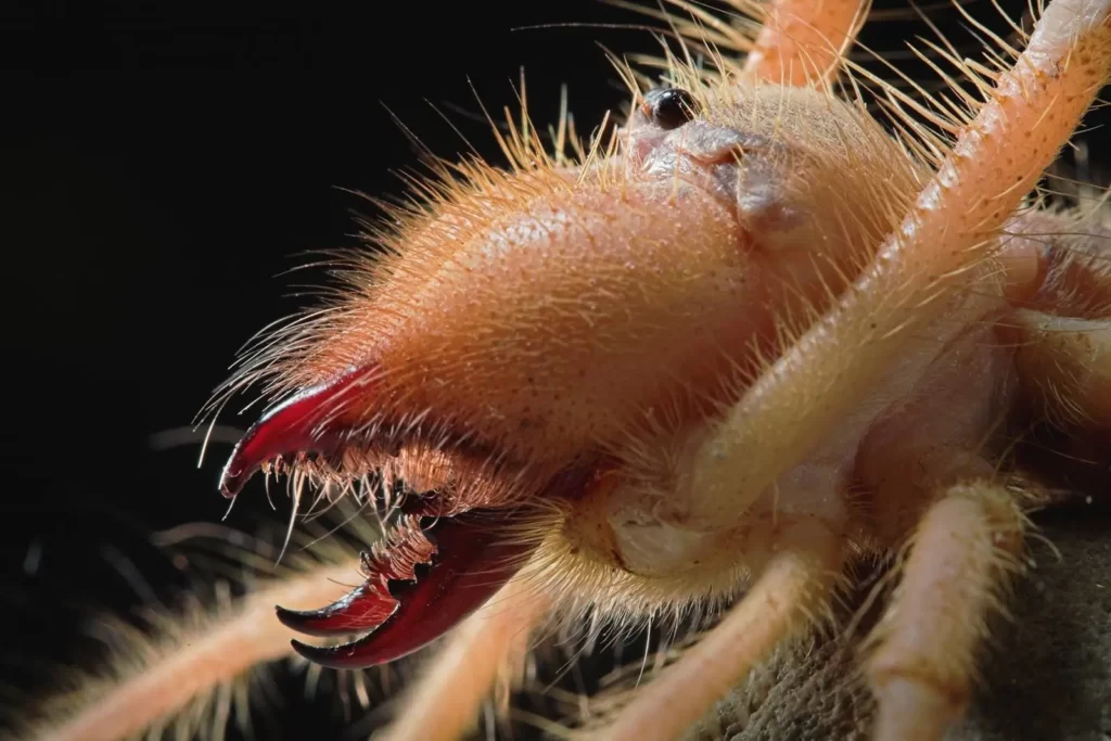 Detalle del rostro de la araña camello o solífugo, en el que se muestra los poderosos quelíceros que posee.