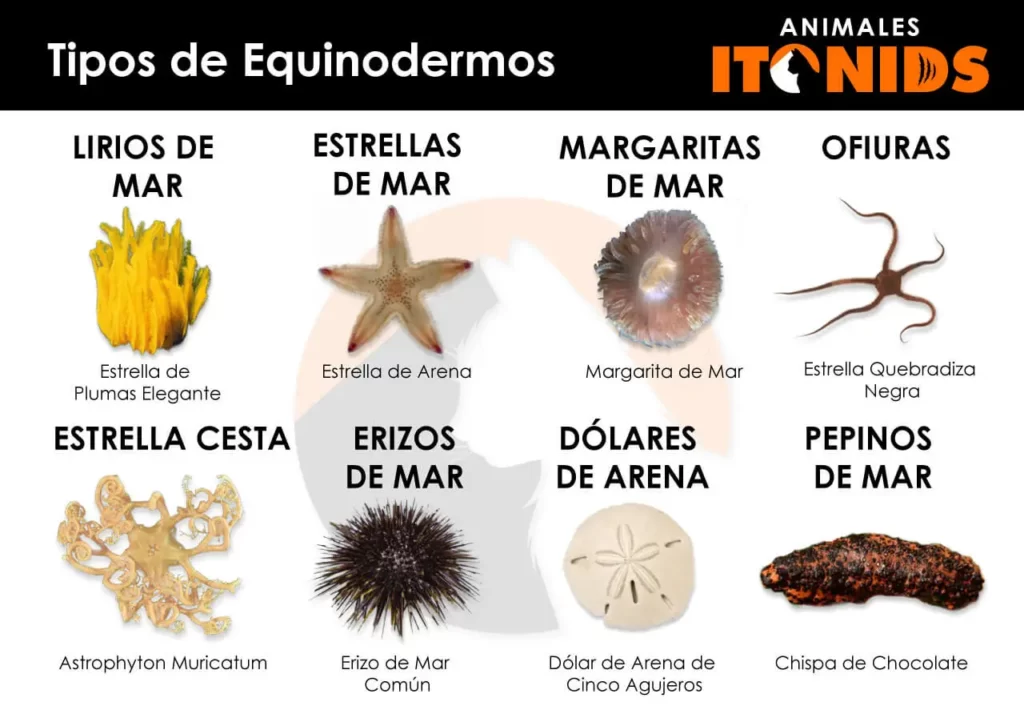 Tipos de equinodermos
