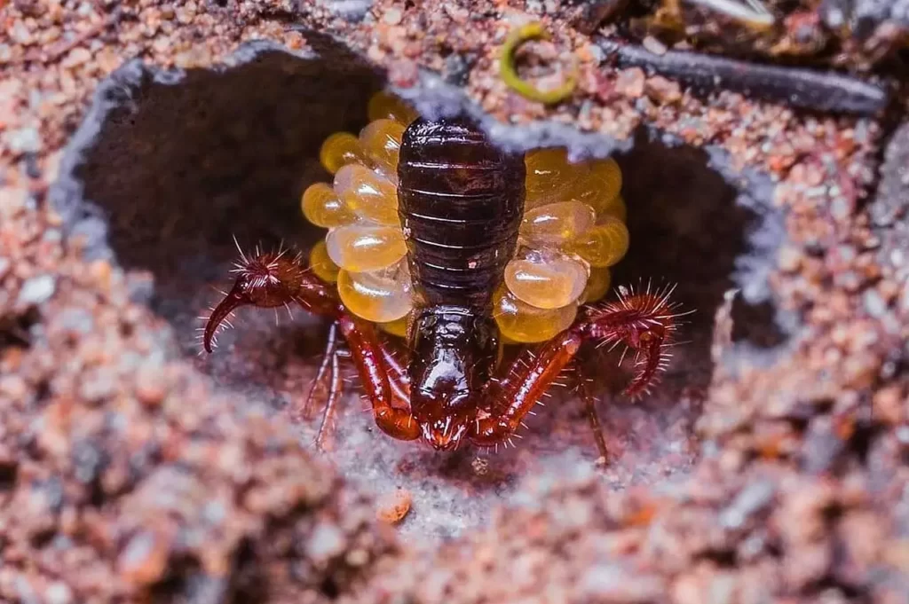 Pseudoescorpión hembra resguardando la bolsa incubadora en el nido.